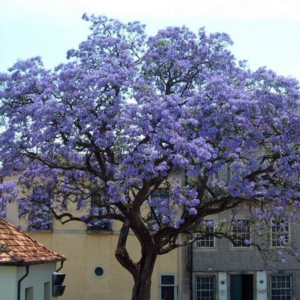 Paulownia