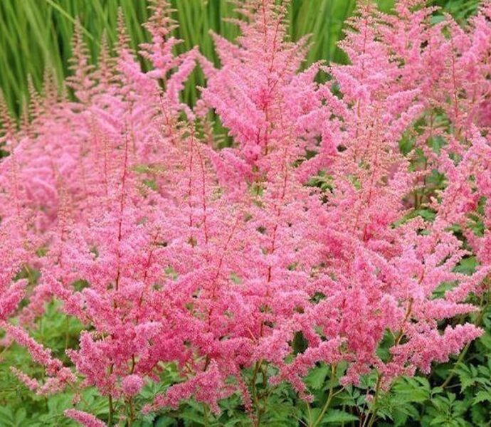 Astilbe