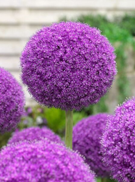 Allium