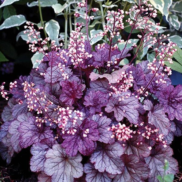 Heuchera