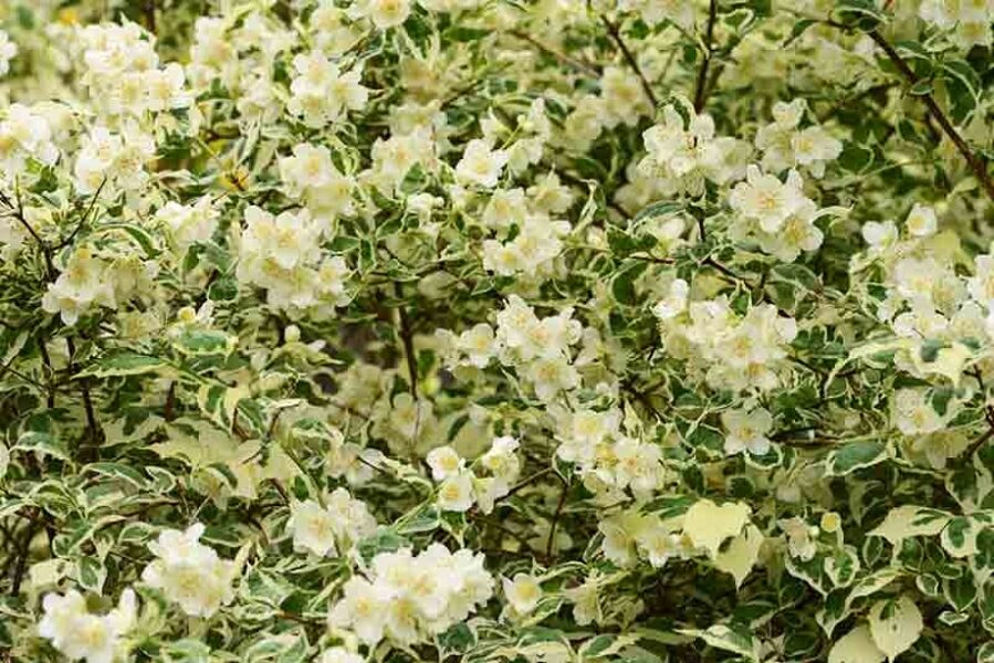 Philadelphus