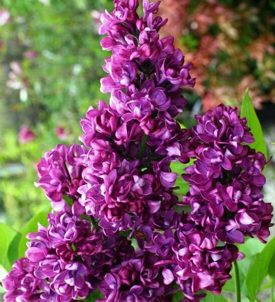 Lilac