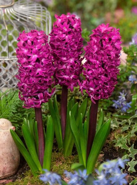 Hyacinth