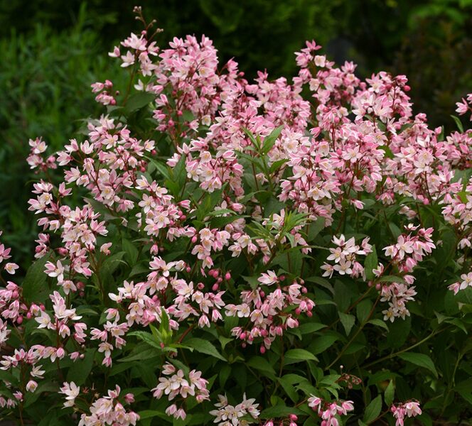 Deutzia