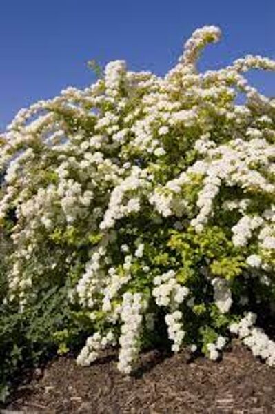 Spirea