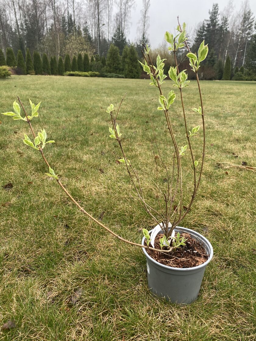 Weigela 'Kosteriana Variegata' - Weigela - Stdi drzam - hydrangea,  rhododendron, paeonia, magnolia and other seedlings