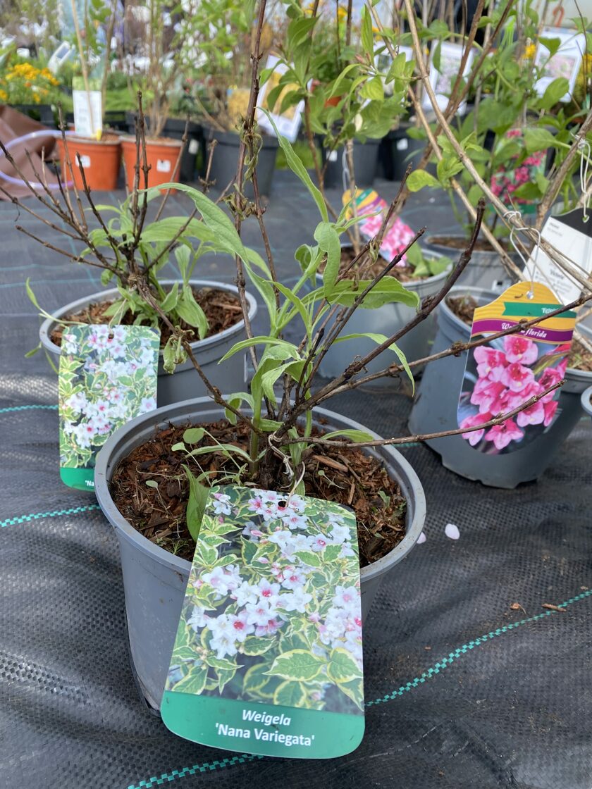 Weigela 'Nana Variegata' - Weigela - Stdi drzam - hydrangea,  rhododendron, paeonia, magnolia and other seedlings