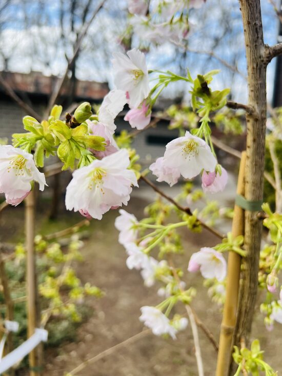 Sakura Prunus yedoensis 'Somei-Yoshino'