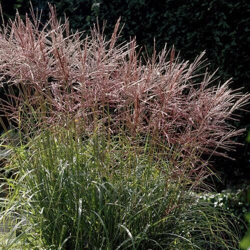 Ķīnas miskante Miscanthus sinensis 'Ferner Osten'