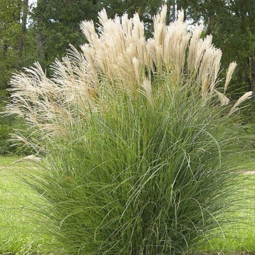 Miscanthus sinensis Gracillimus