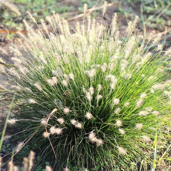 Lapsastu spalvzāle Pennisetum alopecuroides 'Little Bunny'