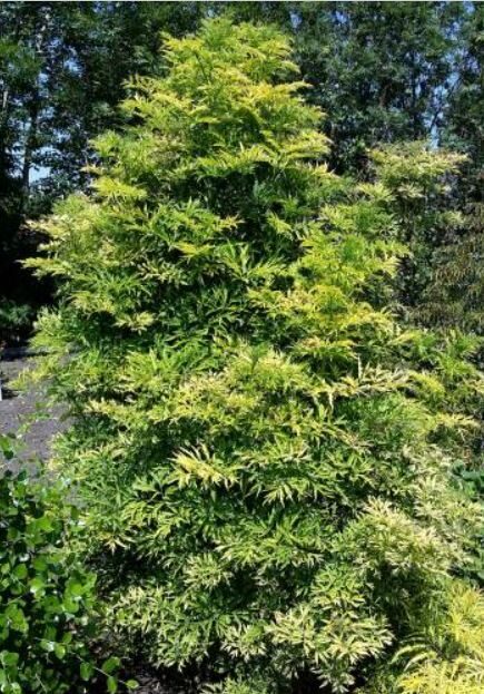 Plūškoks Sambucus nigra 'Green Tower'