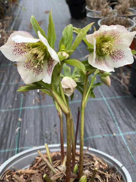 Helleborus muitifidus ssp. hercegouinus