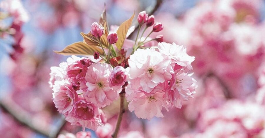 Sakura Prunus serrulata 'Kanzan'(augststumbra)