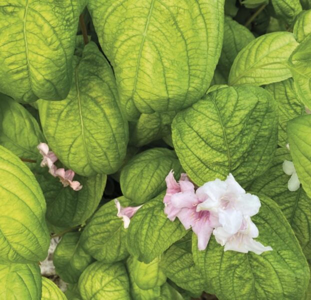 Weigela florida LIME MONSTER 'BRS1' PBR