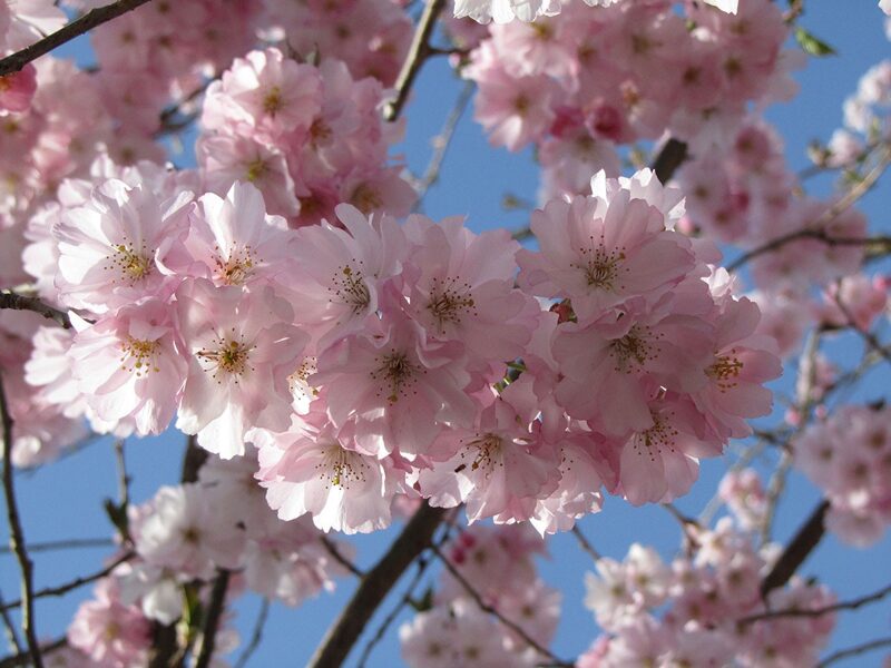 Sakura Prunus 'Accolade'