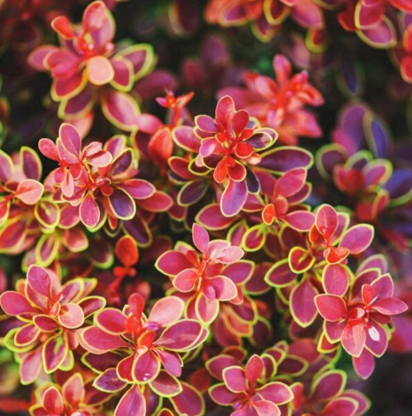 Berberis thunbergii 'Admiration' PBR