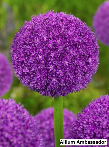 Allium - Ambassador 28/30(pēdējie 7 gab.) 