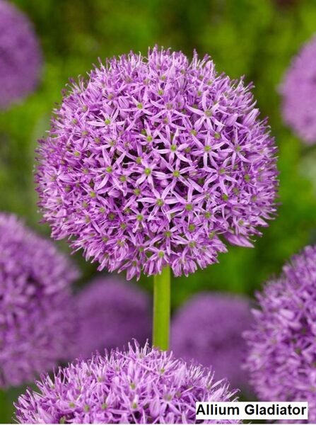 Allium - Gladiator 18/20 (5.gab)