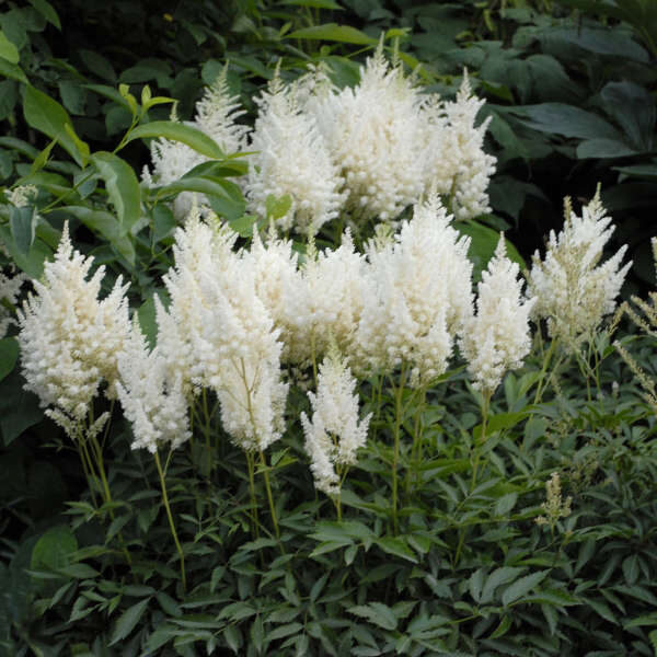 Astilbe 'Weisse Gloria'