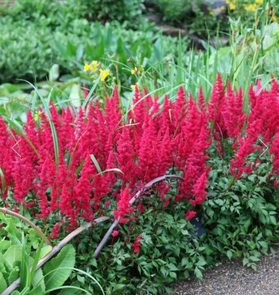 Astilbe 'Fanal'