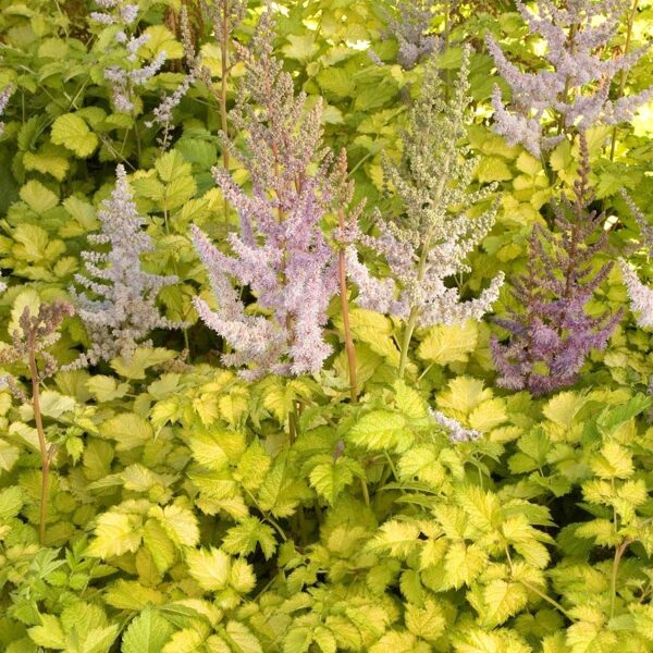 Astilbe 'Color Flash Lime'