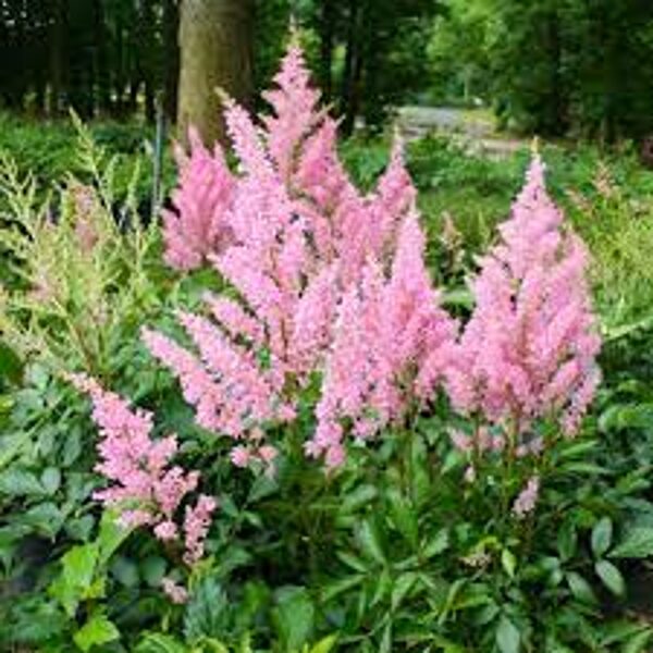 Astilbe 'Darwin's Dream'