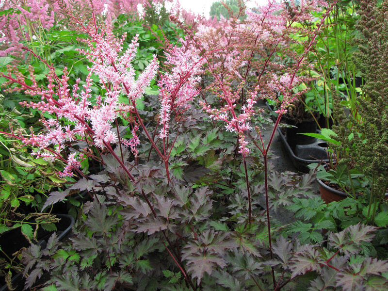 Astilbe 'Delft Lace