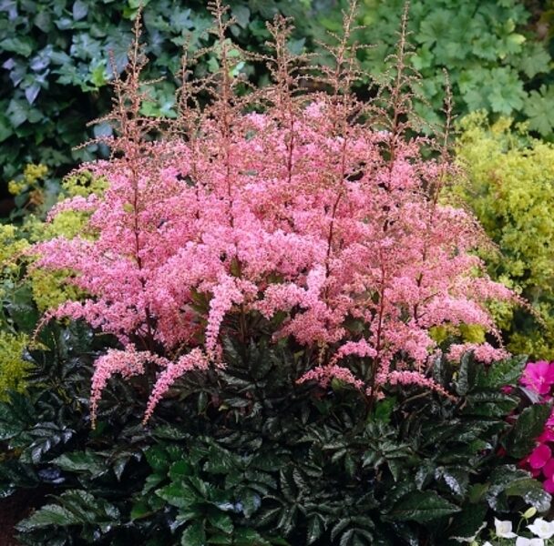 Astilbe 'Flamingo'