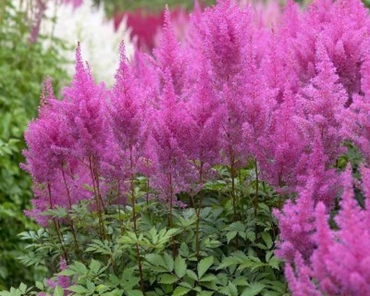 Astilbe chinensis 'Purple Glory'