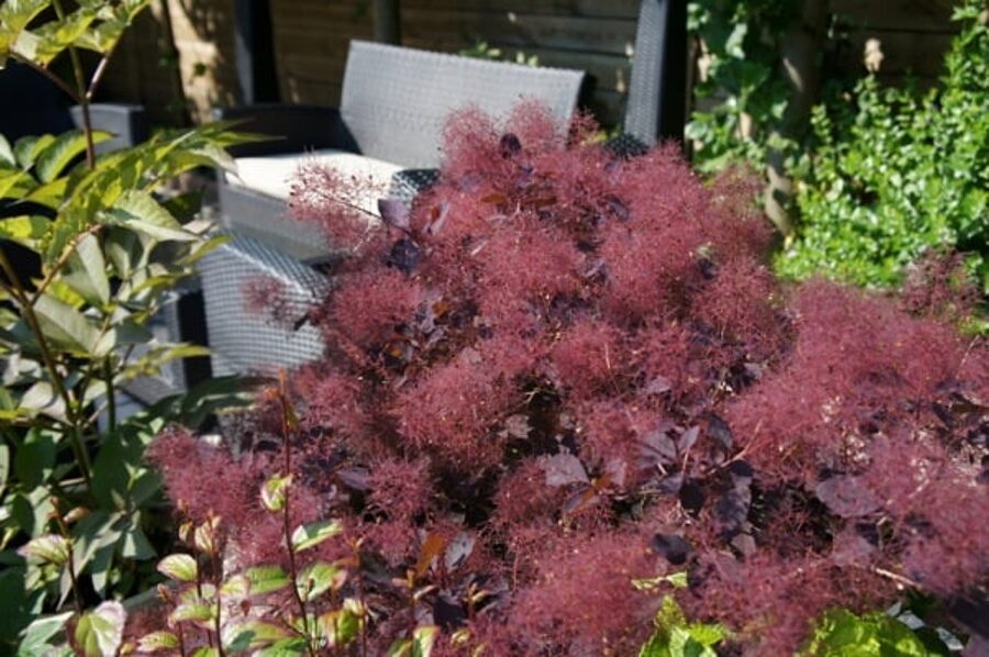 Parūkkoks Cotinus coggygria DUSKY MAIDEN 'Londus'