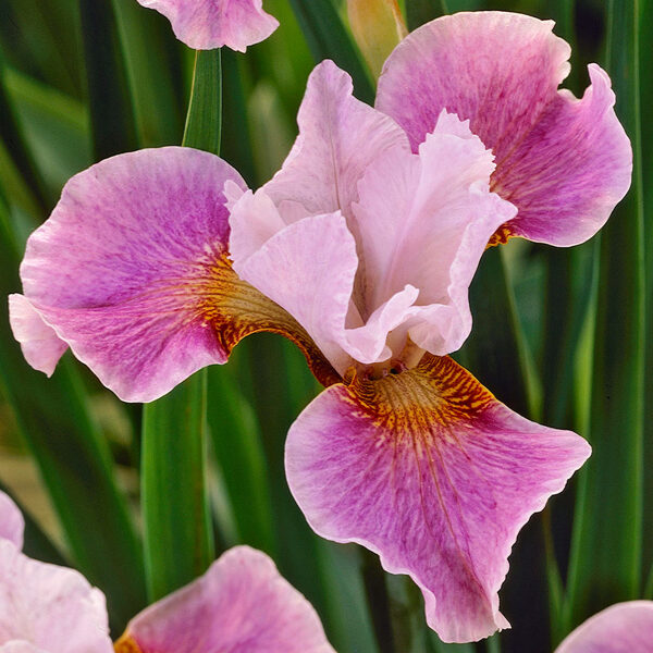 Iris sibirica 'Dance Ballerina Dance'