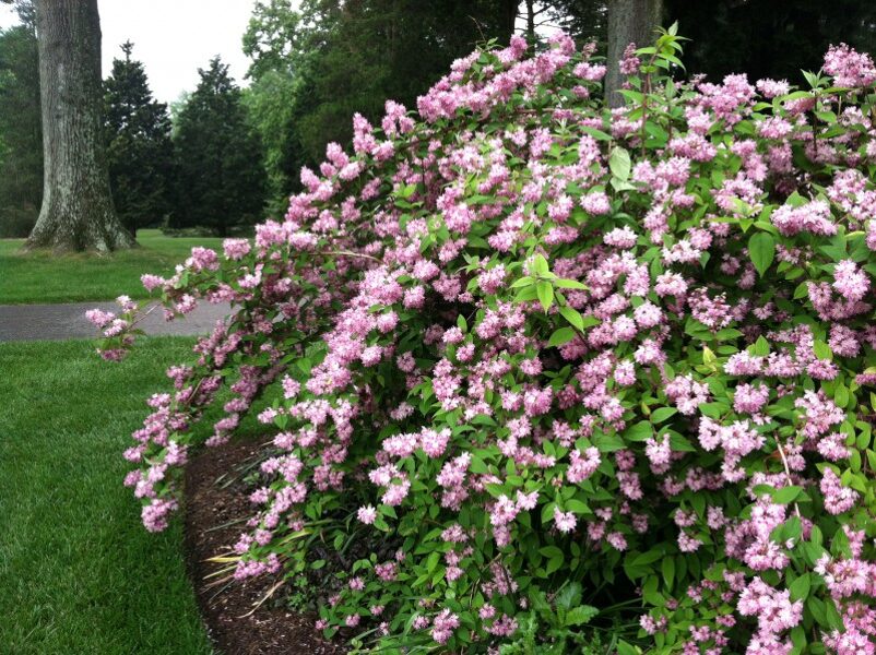 Deutzia hybrida (x) 'Tourbillon Rouge'