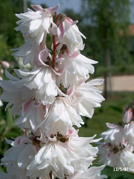 Deutzia scabra 'Pride of Rochester'