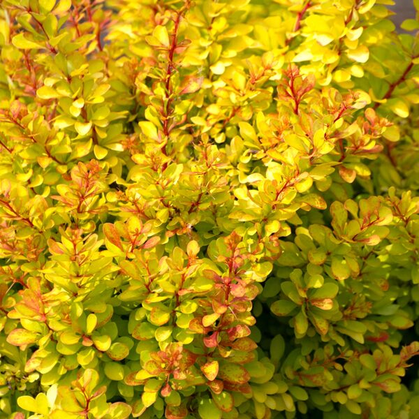 Berberis thunbergii 'Diabolicum'