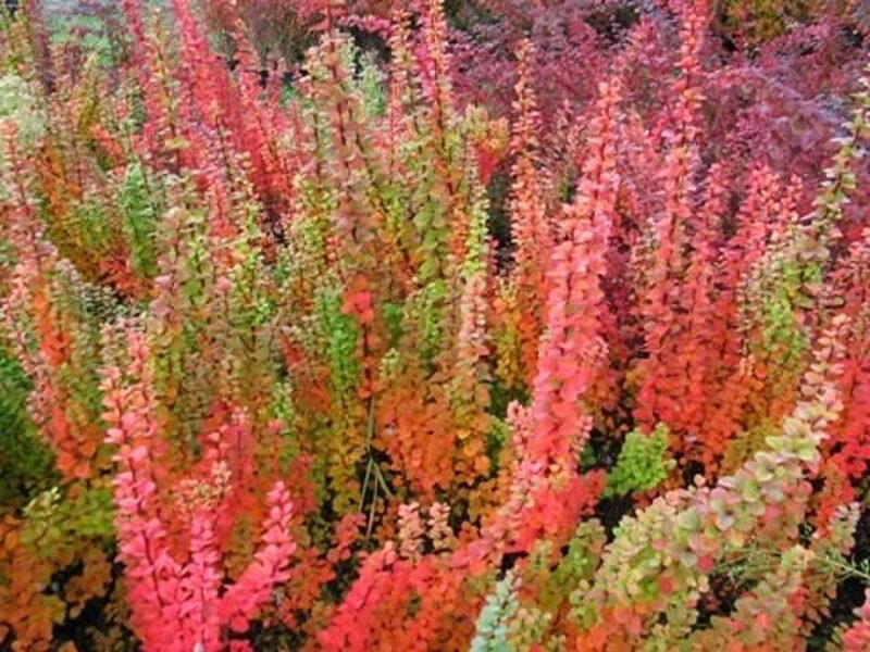 Berberis thunbergii 'Erecta'