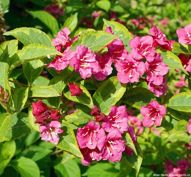 Veigelas - Stādi dārzam - hortenzijas, rododendri, peonijas, magnolijas ...