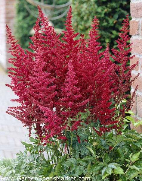 Astilbe 'Feuer'