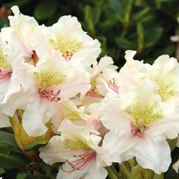 Rhododendron 'Fryderyk'