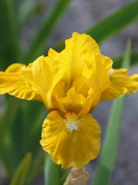 Iris pumila 'Gold'