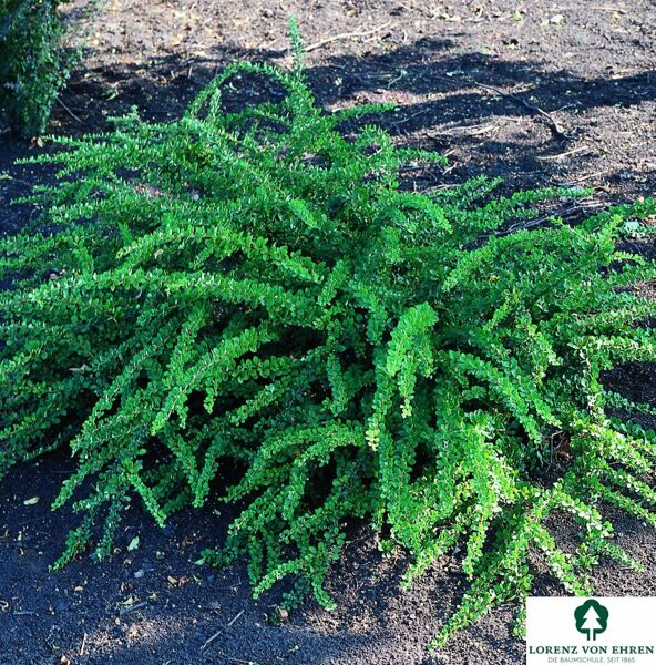 Berberis thunbergii 'Green Carpet'