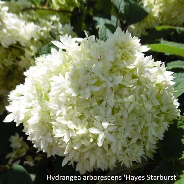 Kokveida hortenzija 'Hayes Starburst'