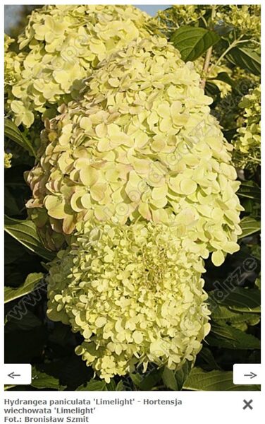 Skarainā hortenzija 'Limelight' 