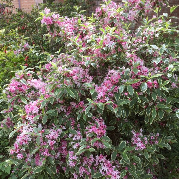 Weigela 'Kosteriana Variegata'