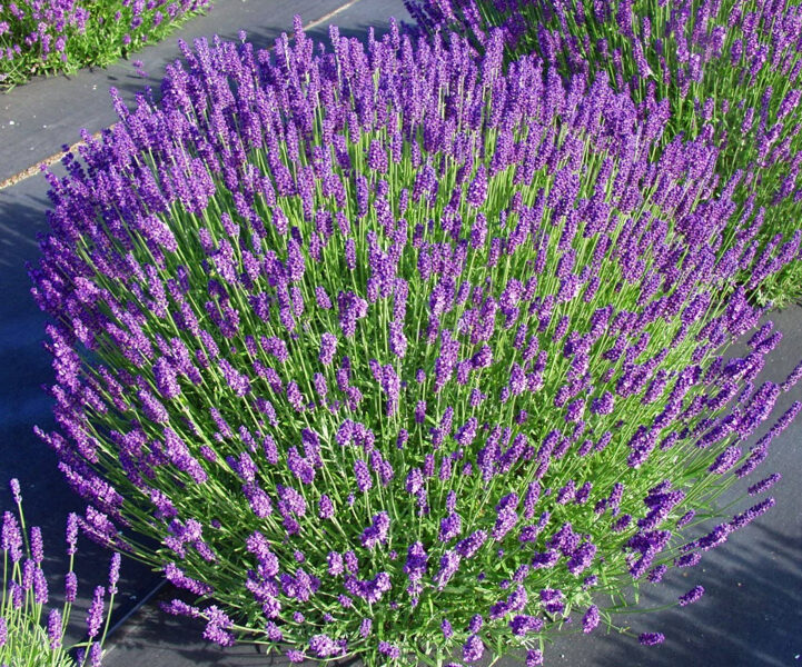 Lavandula angustifolia 'Hidcote'