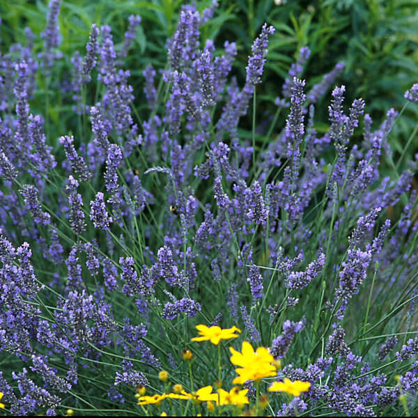 Lavandula intermedia 'Grosso'