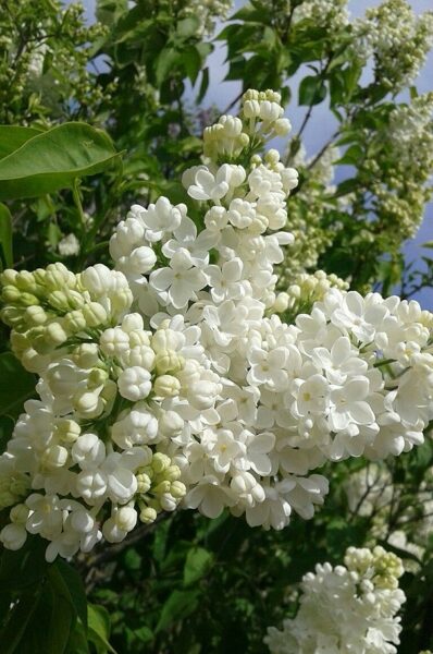 Parastais ceriņš Liliana (Syringa vulgaris)