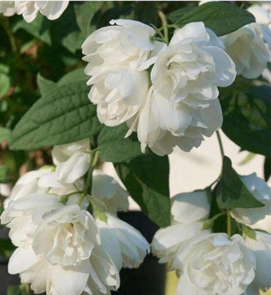 Philadelphus 'Little White Love'