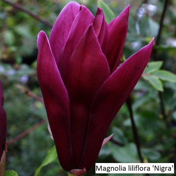 Magnolia Nigra