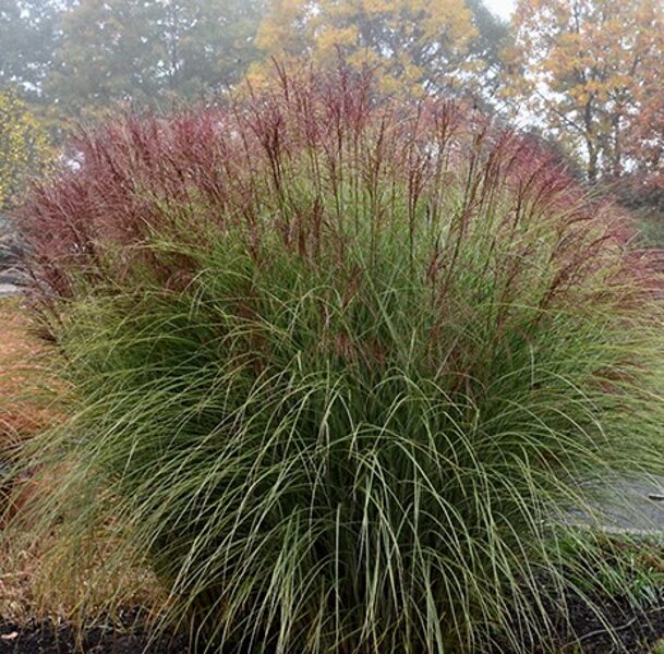 Miscanthus sinensis 'Morning Light'